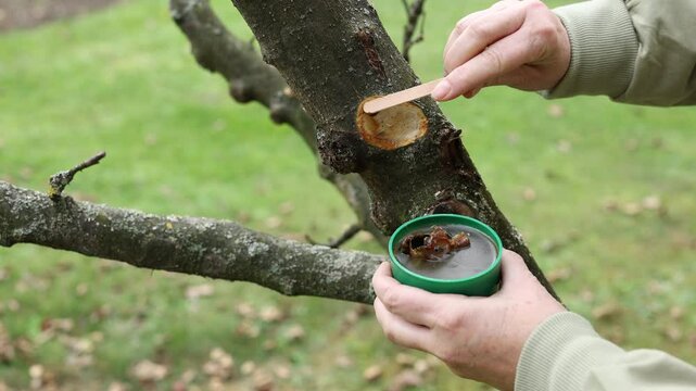 Female gardener is applying tree wound dressing or grafting wax to prevent infection and fungal or parasitic diseases after pruning branch