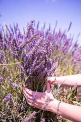 Hand holding a bunch of lavender. Bunch of lavender flowers
