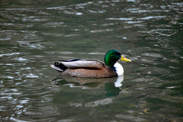 Stockente im Winter auf spiegelnder Wasseroberfläche