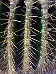 Close-up view of a cactus showcasing sharp yellow spines against its deep green ridges. The vibrant contrast and intricate details highlight the rugged beauty of desert flora.