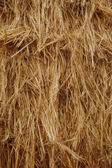 A close-up view of dry straw, showcasing its natural texture and earthy tones, often used for agricultural purposes or as bedding for animals