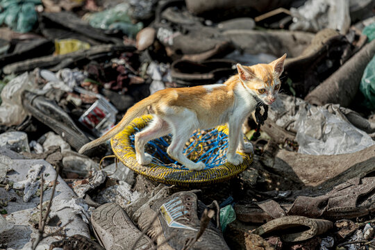 A skeletally ill cat tries to make a meal out of man-made toxic waste.