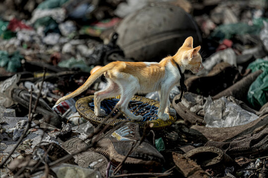 A skeletally ill cat tries to make a meal out of man-made toxic waste.