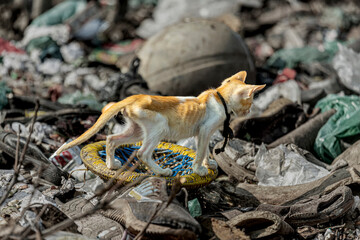 A skeletally ill cat tries to make a meal out of man-made toxic waste.