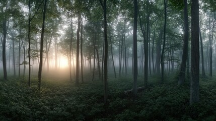 Obraz premium Sun rays pierce through misty forest at dawn, illuminating tall trees and undergrowth.