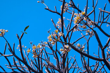The Frangipani Tree With Both Flowers and Branches and Blue Sky Background.