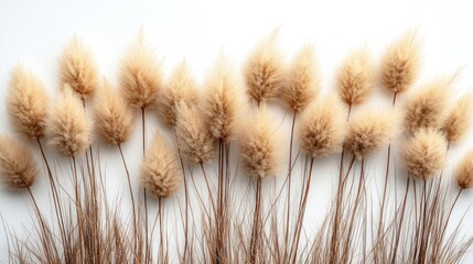 Beige fluffy dried flowers on white background.