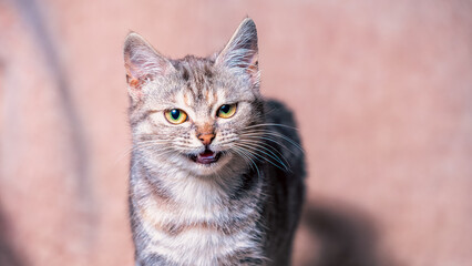 disgruntled tabby cat with a grin on the sofa covered with a light brown plaid made of artificial fur