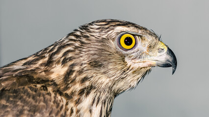 predatory bird hawk with bright yellow eye close-up on a gray ba