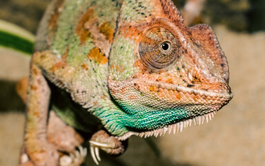 adult large color chameleon closeup