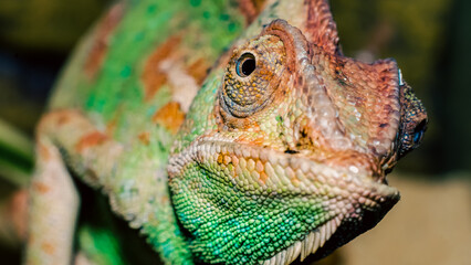 adult large color chameleon closeup