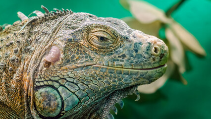 big iguana on a green background close up