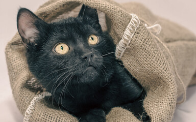 black with yellow eyes thrust its muzzle out of a sackcloth bag