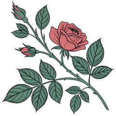 This is a beautiful rose flower