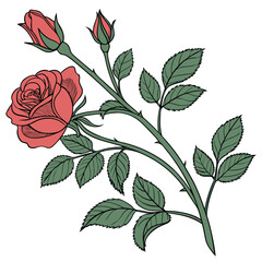 This is a beautiful rose flower