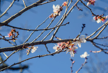 桜山公園　冬桜　寒桜風景95