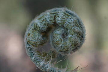 fern sprout in nature, green background