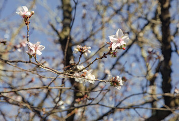 桜山公園　寒桜　冬桜風景２