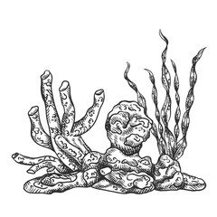 Vector illustration composition with an underwater world. Coral, seaweed and stone rock. Tropical underwater element of natural bottom world. Hand drawn textured sketch in black ink graphically