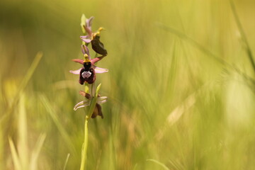 fiore di orchidea selvatica in un prato in primavera