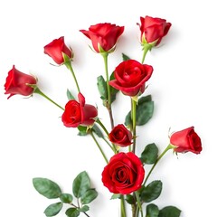 Fototapeta premium Rose flower Digital, Rose flower pirmeam designe ai gnarater.