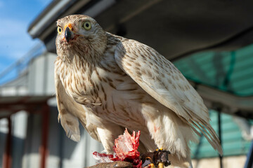 Aguila rusa blanca cetreria caza