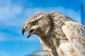 Aguila rusa blanca cetreria caza