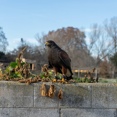 aguila harry cetreria salvaje caza