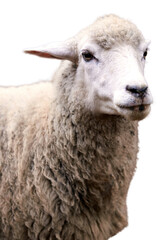 Close up of fluffy white sheep with wooly fleece against white background