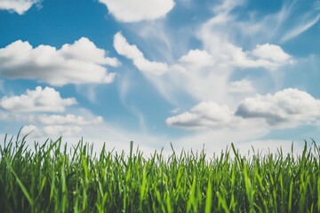 Obraz premium Green grass growing under blue sky with white clouds