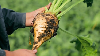 Farmer holding a freshly harvested sugar beet. A farmer holds a freshly harvested sugar beet...