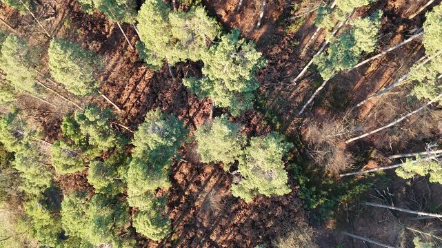 Flug &uuml;ber einen Wald