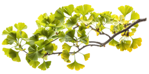 Ginkgo Biloba Branch: Close-up of Vibrant Green and Yellow Leaves, Botanical Photography