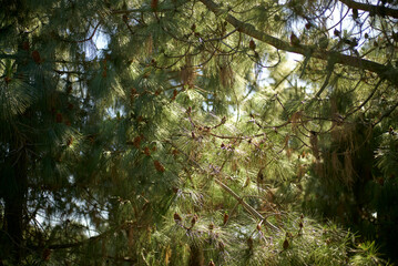 Sunlight filters through the branches of a pine tree, highlighting the green needles and scattered cones