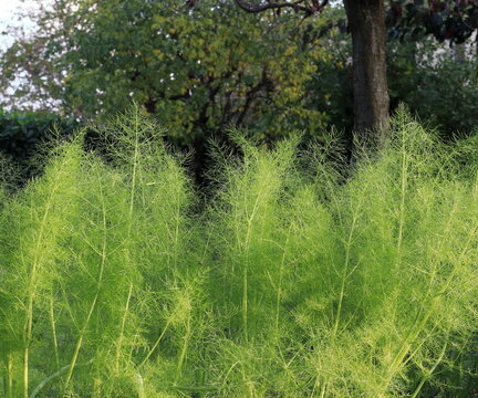 Barba di finocchio dolce nel giardino. Foeniculum vulgare 
