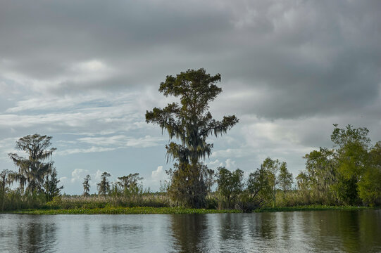 A serene swamp landscape with a tall tree dominating the center, surrounded by marsh vegetation under a cloudy sky, New Orleans, USA