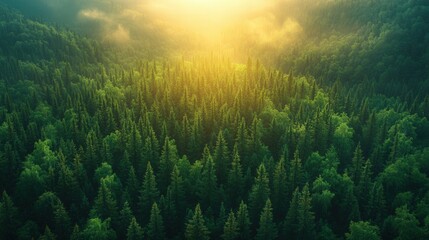 Obraz premium Serene Aerial View of Lush Green Forest Illuminated by Soft Morning Light with Misty Atmosphere and Vibrant Vegetation in a Peaceful Natural Landscape