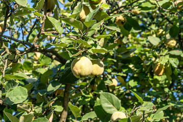 Quince fruit on a tree. Branch leaves. Summer harvest garden