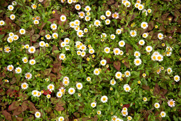 A dense cluster of white and yellow daisy-like flowers with green foliage, Auckland, New Zealand