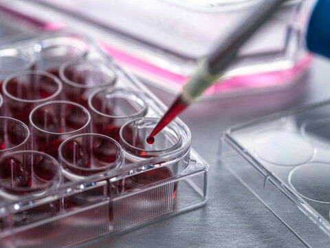 Cell Research, Scientist pipetting blood for cell research during a clinical trail in the lab