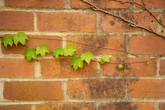 Green ivy leaves sprouting from a thin vine against a textured red brick wall, Auckland, New Zealand
