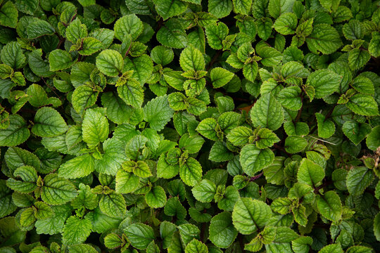 A dense pattern of fresh green mint leaves covering the ground, Auckland, New Zealand