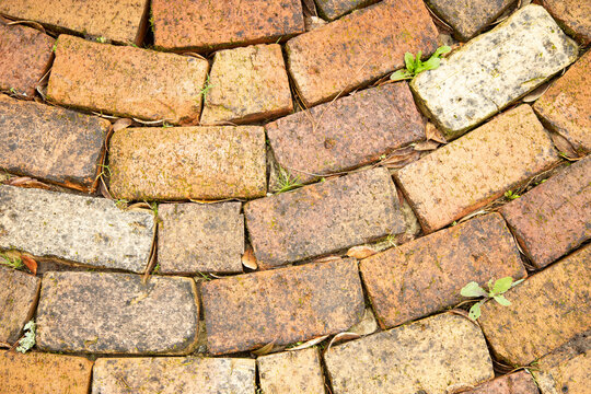 Rustic terracotta bricks forming an uneven walkway with small plants sprouting in between gaps, Auckland, New Zealand