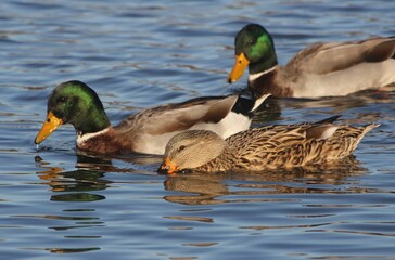 Mallard ducks swimming on a lake.