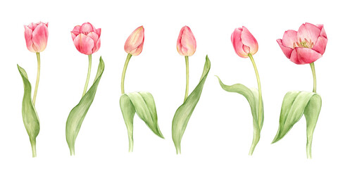 Collection of pink tulips in pastel colors. Floral illustration in realistic style. The illustrations are hand drawn in watercolor and isolated from the background
