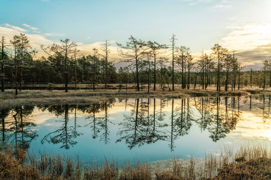 Panoramic landscape of Lahemaa national park  by sunrise with swamps and ancient trees
