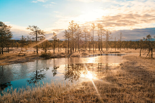 Panoramic landscape of Lahemaa national park  by sunrise with swamps and ancient trees