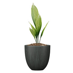 3d Rendering Of Aspidistra elatior plant in planter on Transparent Canvas