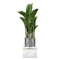 3d Rendering Of Banana plant in planter on Transparent Canvas