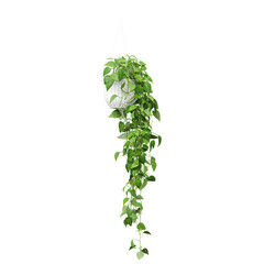 3d rendering of hanging Golden Pothos plant in pot isolated on transparent Canvas